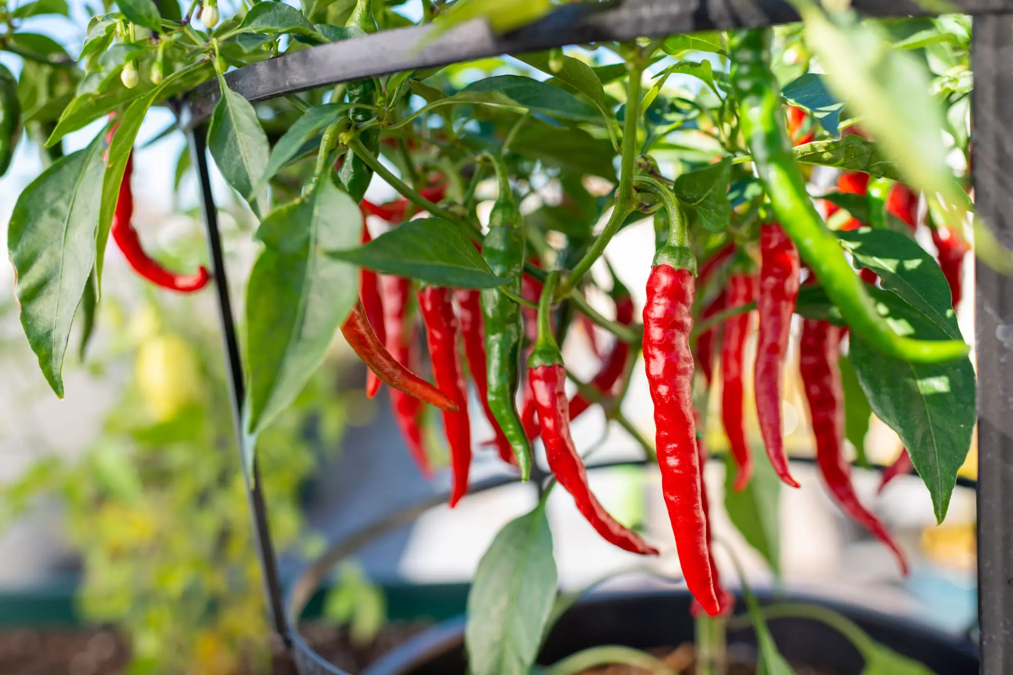 The best varieties of hot red pepper: benefits, cultivation