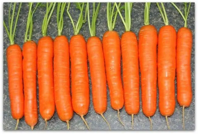 The best varieties of long carrots