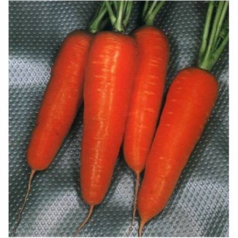 The best varieties of long carrots