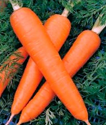 The best varieties of long carrots