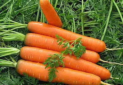 The best varieties of long carrots