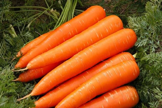 The best varieties of long carrots