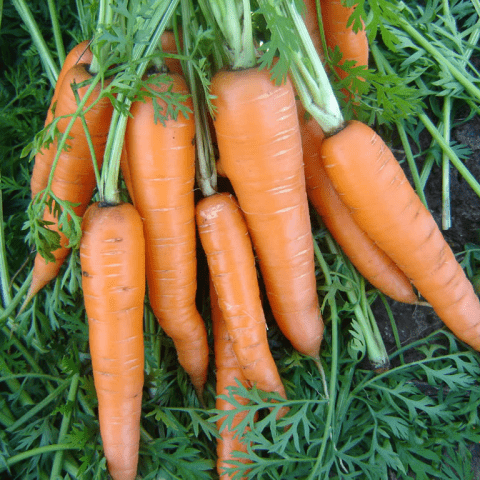 The best varieties of long carrots