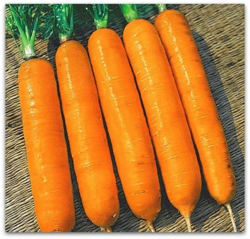 The best varieties of long carrots