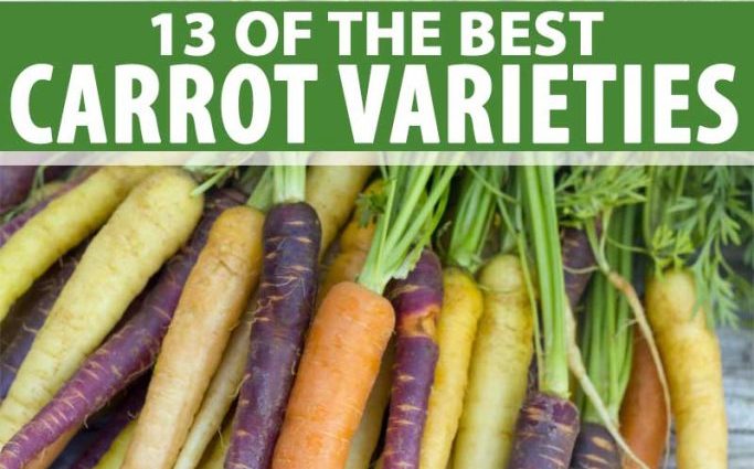 The best varieties of long carrots