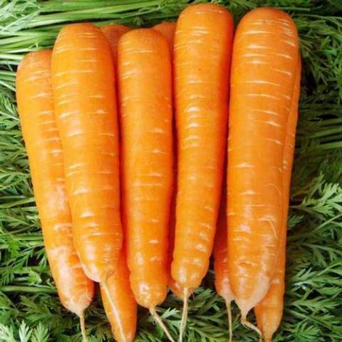 The best varieties of long carrots