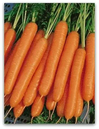 The best varieties of long carrots