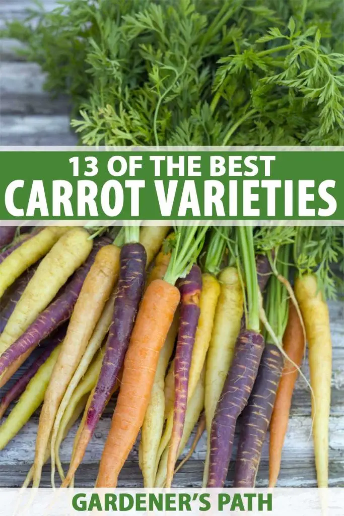 The best varieties of long carrots