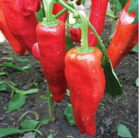 The best varieties of mild pepper