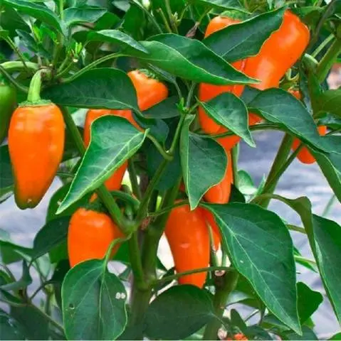 The best varieties of mild pepper