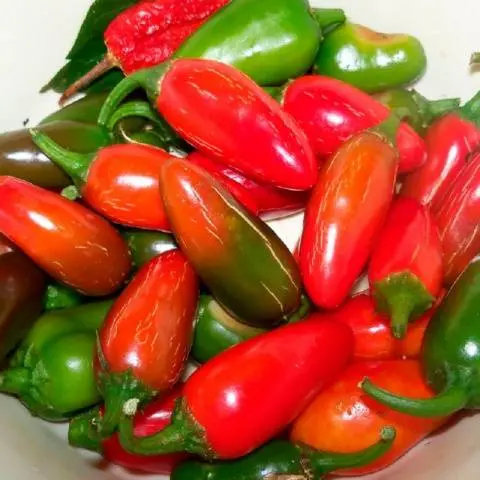 The best varieties of mild pepper