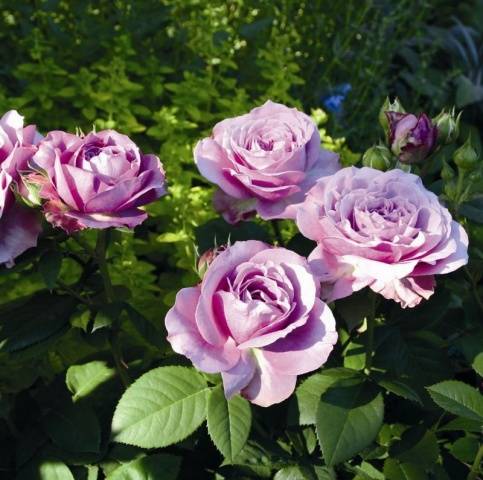 The best varieties of miniature roses