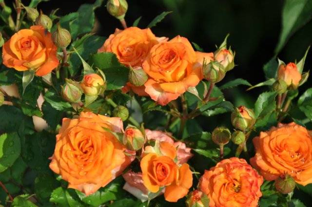 The best varieties of miniature roses