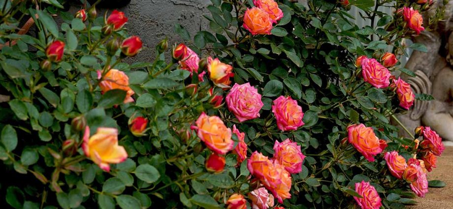 The best varieties of miniature roses