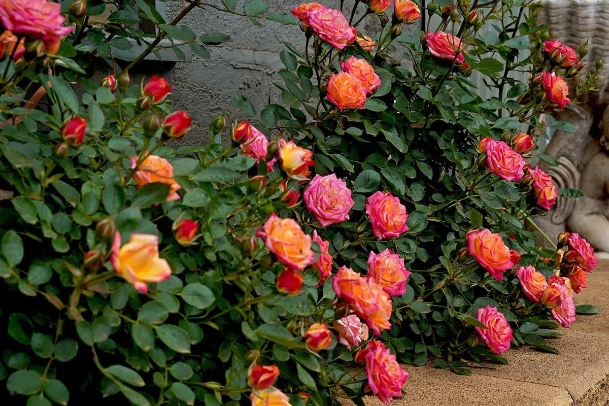 The best varieties of miniature roses