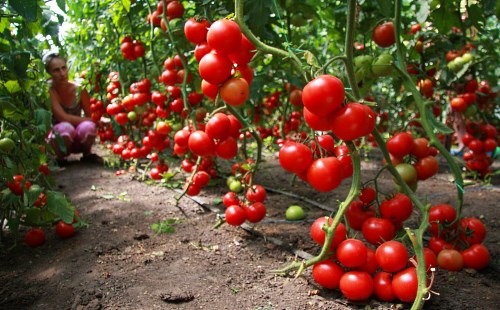 The best varieties of open ground tomatoes: undersized