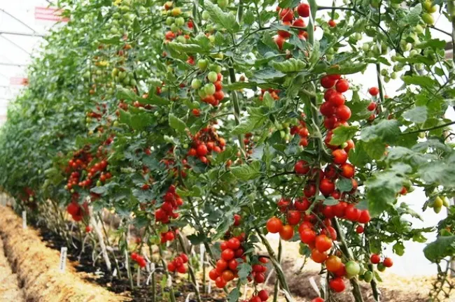 The best varieties of open ground tomatoes: undersized