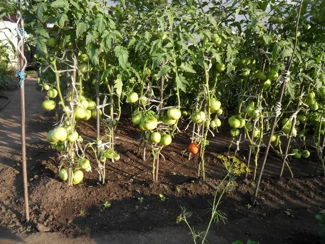 The best varieties of open ground tomatoes: undersized