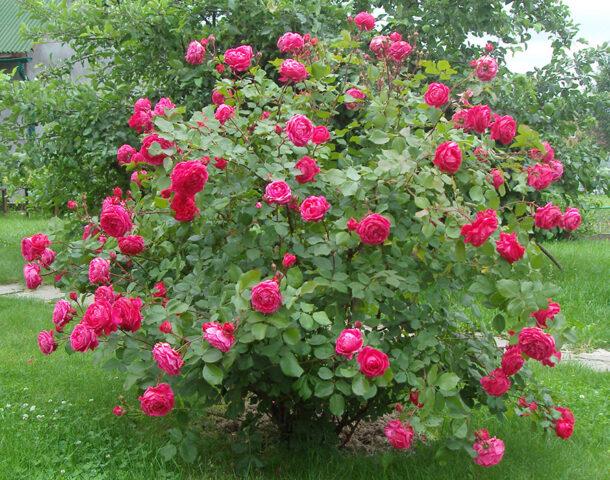 The best varieties of park roses for the Moscow region: photos with names, reviews