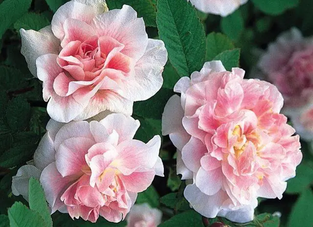 The best varieties of park roses for the Moscow region: photos with names, reviews