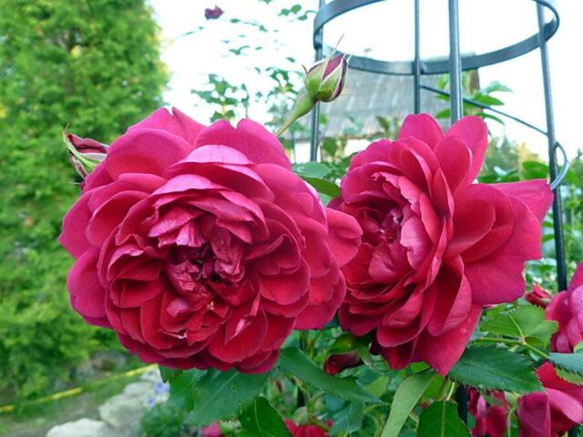 The best varieties of park roses for the Moscow region: photos with names, reviews