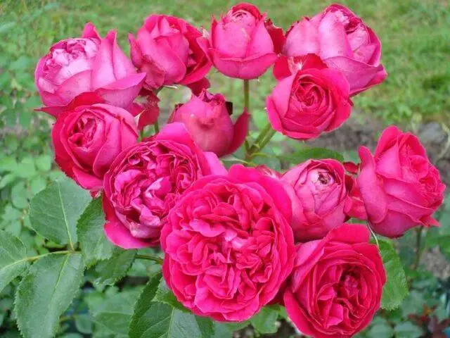 The best varieties of park roses for the Moscow region: photos with names, reviews