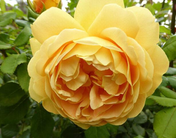 The best varieties of park roses for the Moscow region: photos with names, reviews