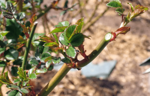 The best varieties of park roses for the Moscow region: photos with names, reviews