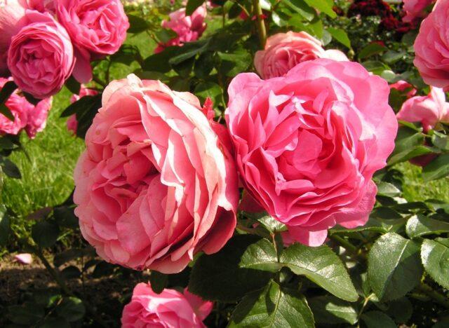 The best varieties of park roses for the Moscow region: photos with names, reviews