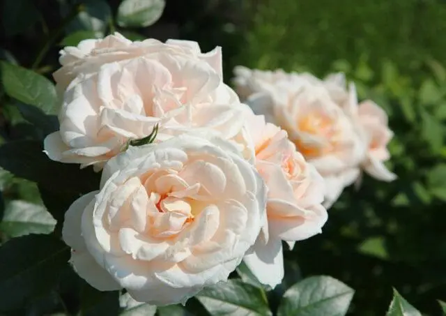 The best varieties of park roses for the Moscow region: photos with names, reviews