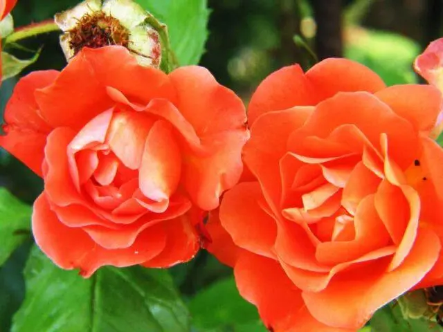 The best varieties of park roses for the Moscow region: photos with names, reviews