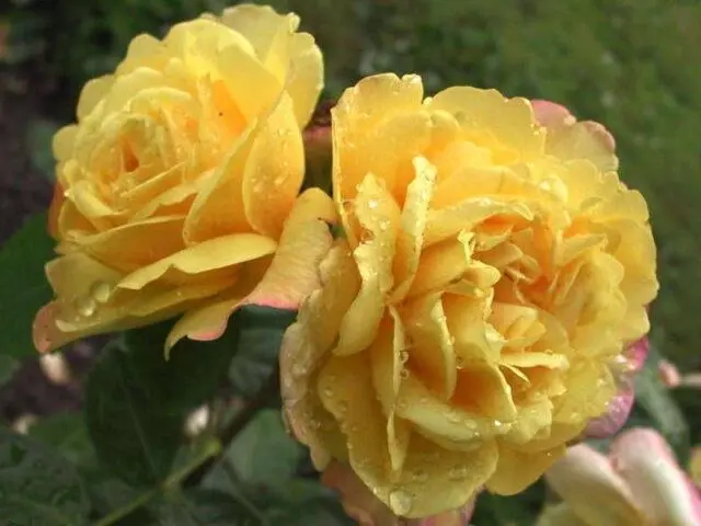 The best varieties of park roses for the Moscow region: photos with names, reviews