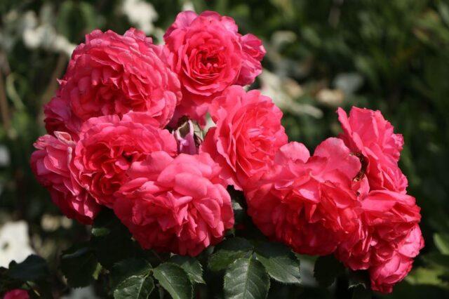 The best varieties of park roses for the Moscow region: photos with names, reviews