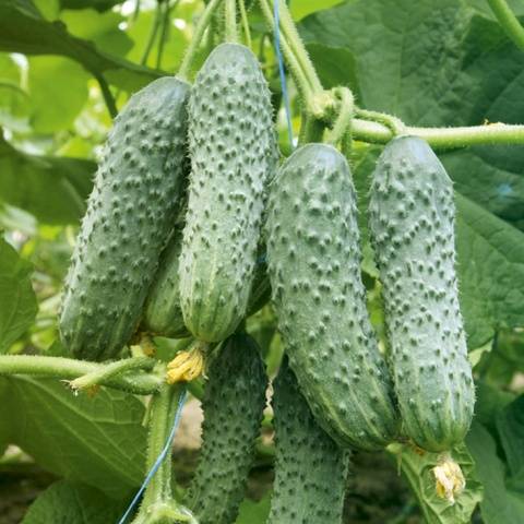 The best varieties of parthenocarpic cucumbers for greenhouses