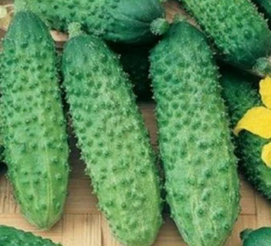 The best varieties of parthenocarpic cucumbers for greenhouses