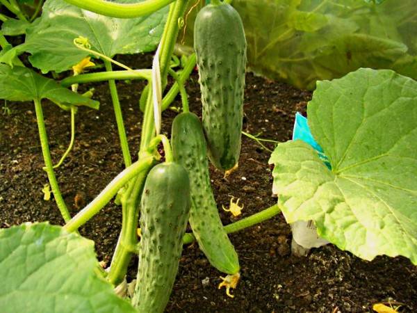 The best varieties of parthenocarpic cucumbers for greenhouses