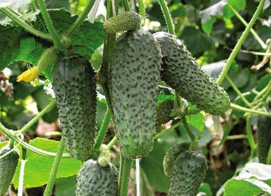 The best varieties of parthenocarpic cucumbers for greenhouses