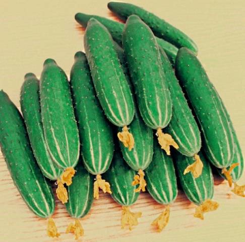 The best varieties of parthenocarpic cucumbers for greenhouses