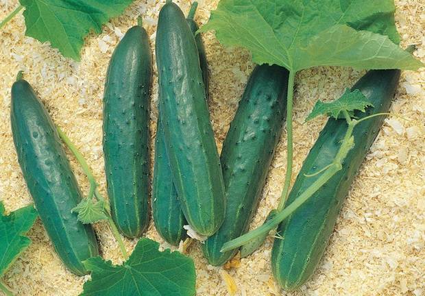 The best varieties of parthenocarpic cucumbers for greenhouses