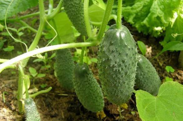 The best varieties of parthenocarpic cucumbers for greenhouses