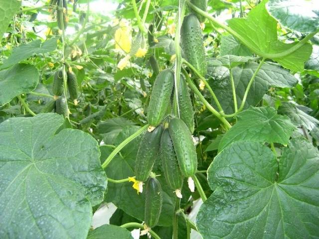 The best varieties of parthenocarpic cucumbers for greenhouses