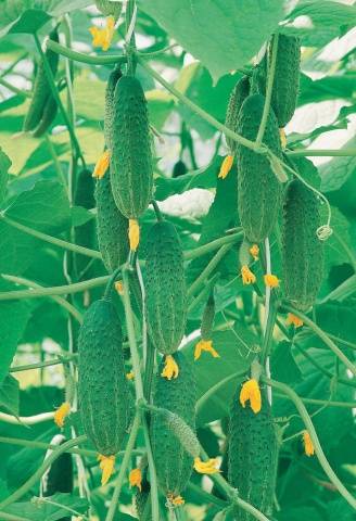 The best varieties of parthenocarpic cucumbers for greenhouses