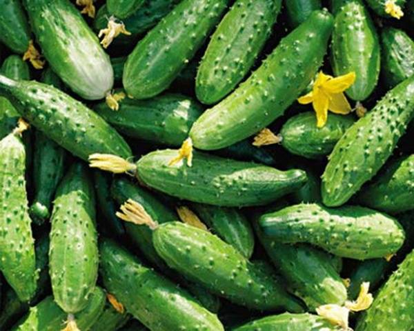 The best varieties of parthenocarpic cucumbers for greenhouses