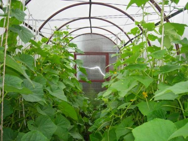 The best varieties of parthenocarpic cucumbers for greenhouses