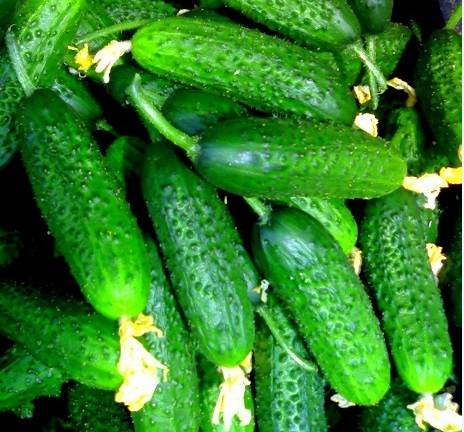 The best varieties of parthenocarpic cucumbers for greenhouses