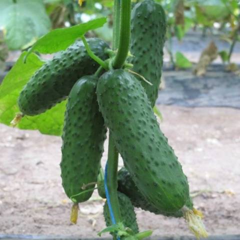 The best varieties of parthenocarpic cucumbers for greenhouses