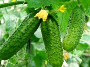 The best varieties of parthenocarpic cucumbers for greenhouses