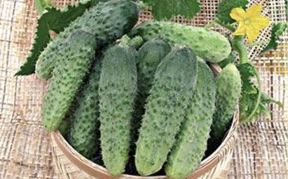 The best varieties of parthenocarpic cucumbers for greenhouses