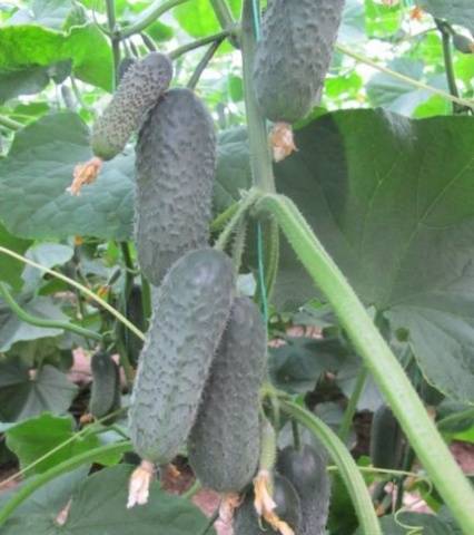 The best varieties of parthenocarpic cucumbers for greenhouses