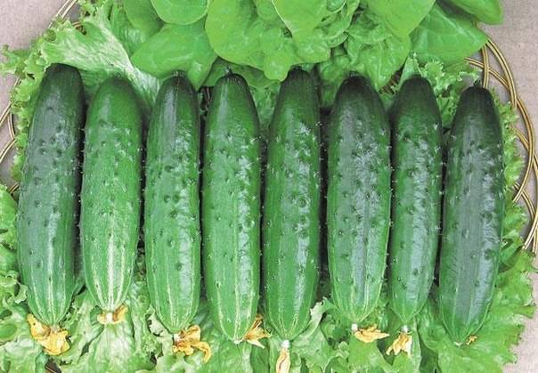 The best varieties of parthenocarpic cucumbers for greenhouses